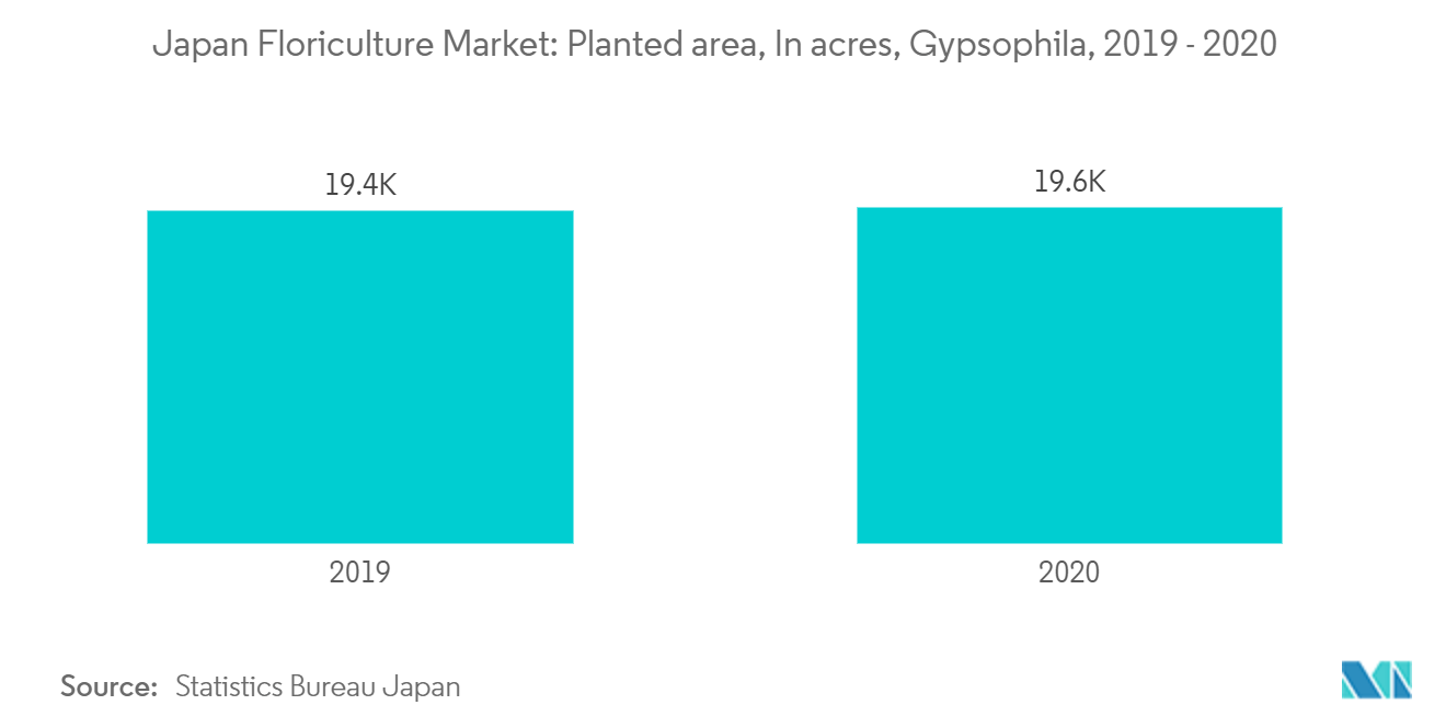 Mercado de Floricultura do Japão Área plantada, em acres, Gypsophila, 2019 e 2020