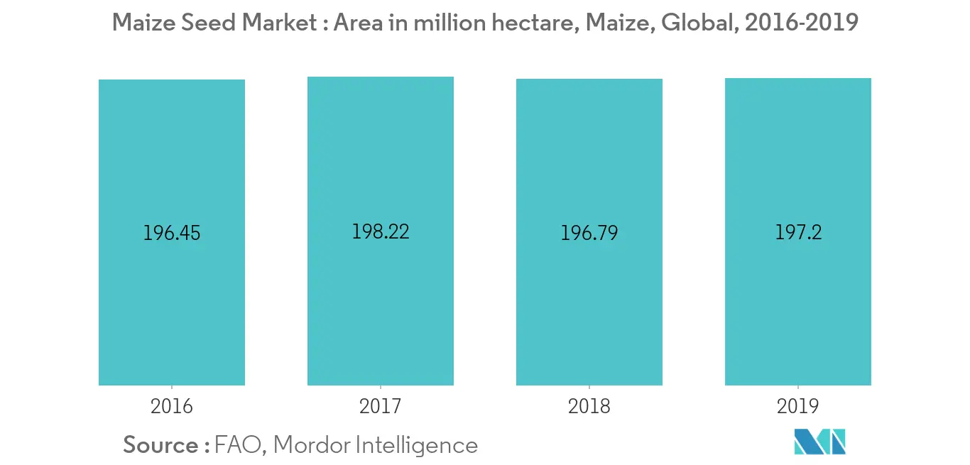 maize seed market